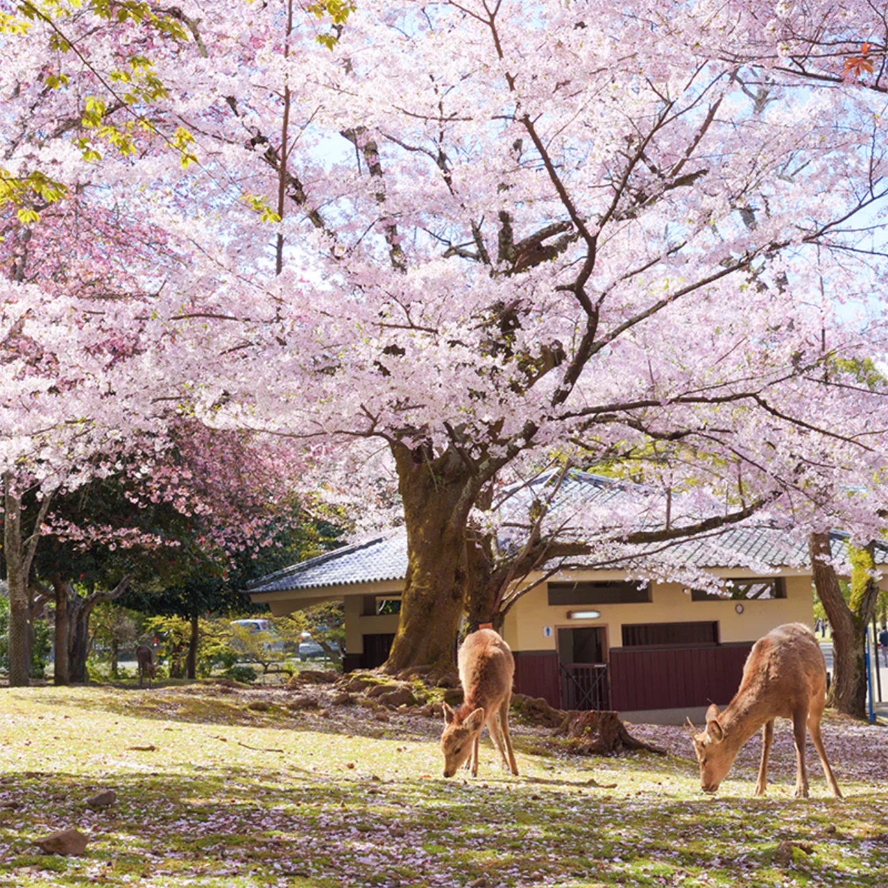 kyoto